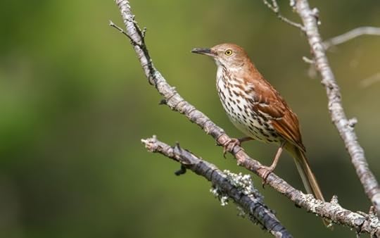 Brown Thrasher on branch
