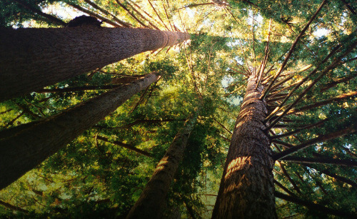 bg_santa_cruz_mountain_kindlephoto-111939886