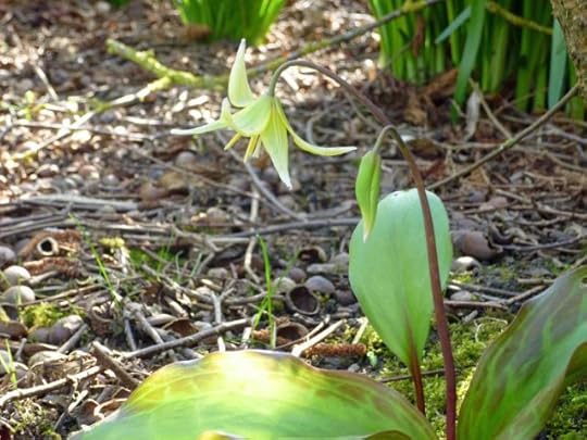 Dog���s tooth violet (Erythronium dens-canis, var. ���Pagoda���).