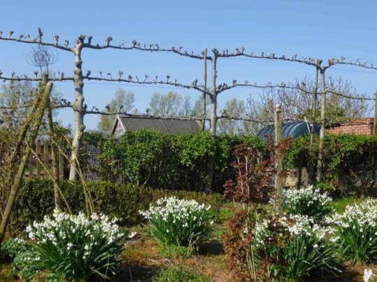 The white flowers of summer snowflakes (Leucojeum aestivum, var. Gravetye Giant) in a damp rose bed, against a background of pleached limes.