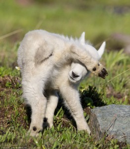 hiding goat