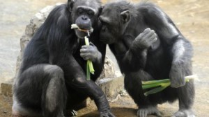 chimps-ultimatum-game-012613-620x350