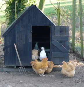 Henhouse_near_Ganthorpe_-_geograph.org.uk_-_670026