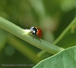 Ladybug eating an aphid.