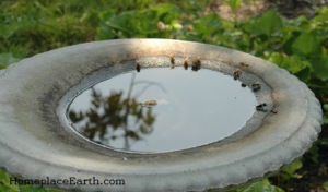 Honeybees at the birdbath.