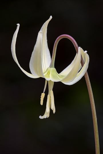 Erythronium oregonum 