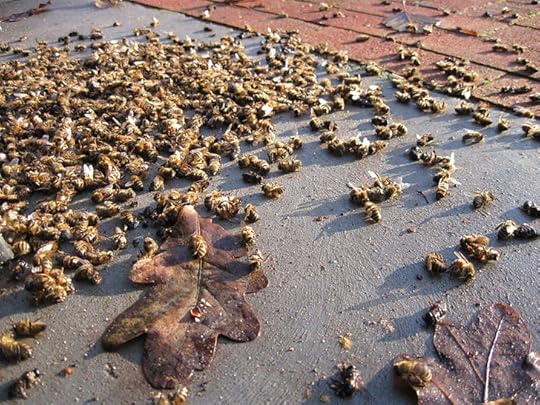 honeybees-dead from one crop of corn. How safe is it for us to eat? Shouldn't we have the right to know?
