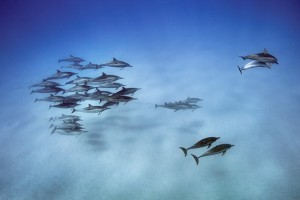 spinner-dolphins-hawaii-615NEW