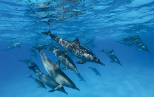 samadai-vision-3_799c9_lg