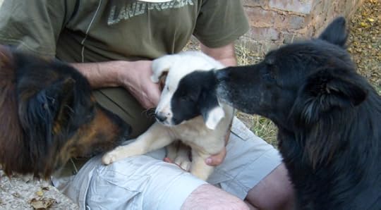 Our new puppy, Pimen, being introduced to his new family.