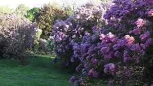 lilacs2