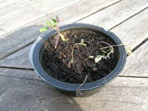 There can be Only One