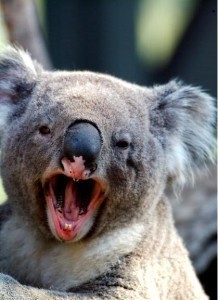 koala