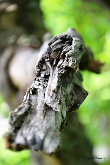 dry tree branch