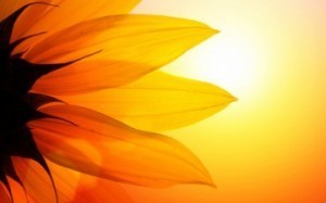 sunflower_article-small_9982