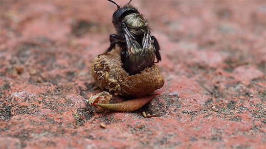 Watch a mason bee emerge from a cocoon