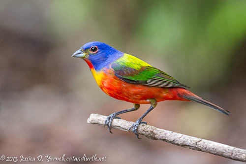 201304129_copyrightJessYarnell