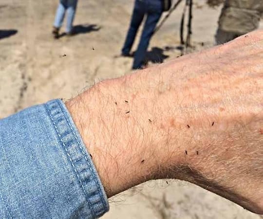 CooksBeachGnats