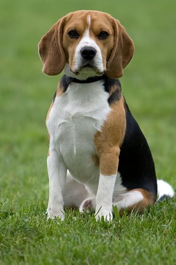 beagle - Google Search