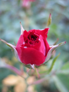Rose (1)