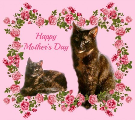 mothers-day-cats