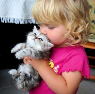 little girl kissing a kitten