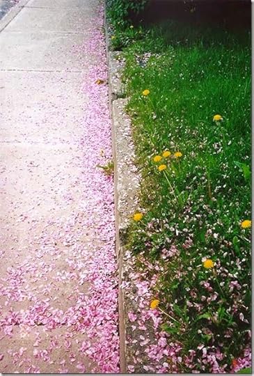 CrabappleBlossoms4