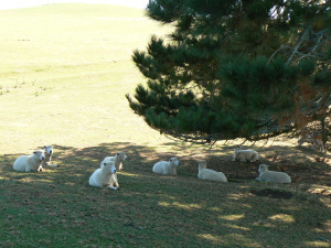 Book shepherding can lead you to a restful place and green pastures for your book. I snapped this photo of super comfy sheep on the Alexander Farm, aka the Hobbiton movie set, in New Zealand in 2008.
