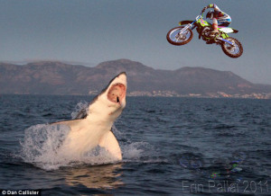 jumping_the_shark_by_roseswebofnightmares-d3ixpfw