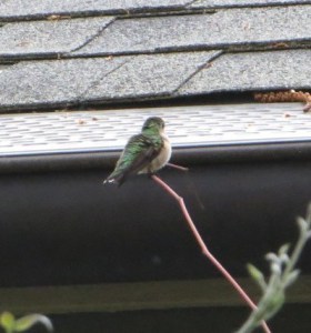 TinyHummer
