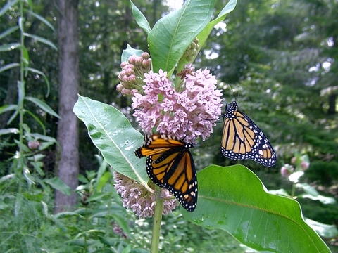 Photo: Milkweed is a monarch's best defence