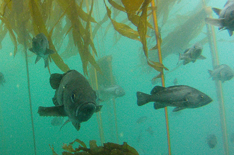 Photo: Rock out on rockfish!