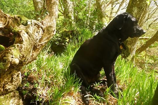 Woodland border 1