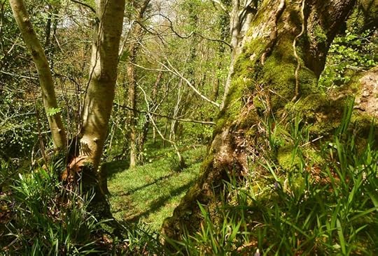 Woodland border 3