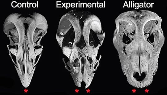 Bhullar et al, Evolution 2015