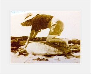 turtle riding in the 50s 