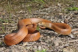 EASTERN BROWN SNAKE