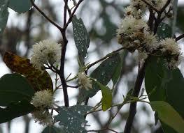 STRINGYBARK BLOSSOM