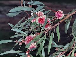 HAKEA FLOWER