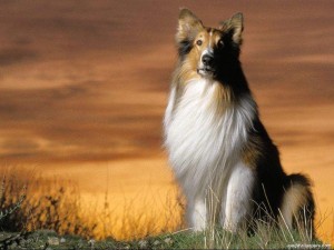 collie