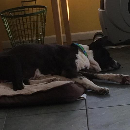 11071498_10205181722996563_3334527235659306526_n