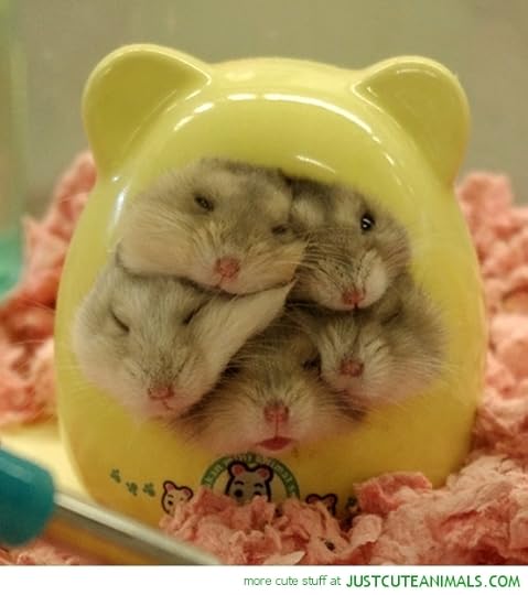 cute photo cute-animals-hamster-family-squashed-house-pics_zpsnragvclu.jpg