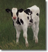Imagine this holstein, but ball of wool plump with little horns