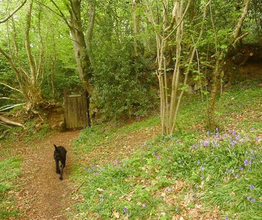 Path to the woodland gate