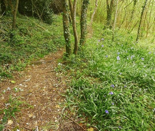 Woodland path with bluebells