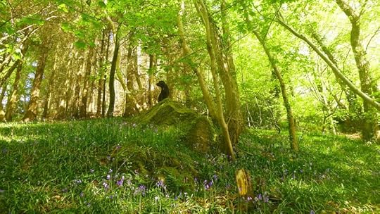Woodland bluebells