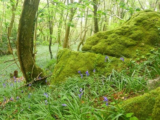 Moss and bluebells