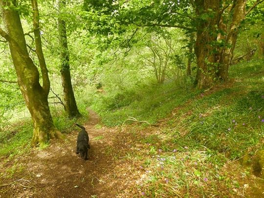 Woodland path