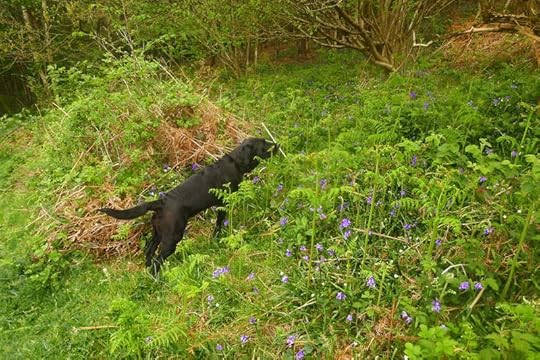 Among the bluebells