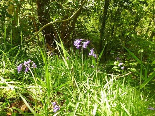 Bluebells